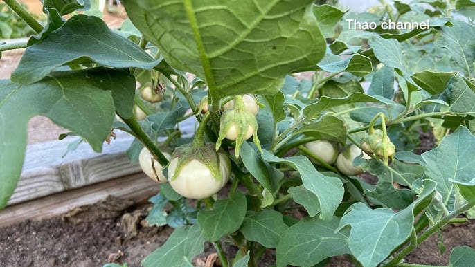 Cách Trồng Hành Tím Trong Chậu Chi Tiết Từ A Đến Z: Thu Hoạch Quanh Năm Tại Nhà Cách Trồng Hành Tím Trong Chậu Chi Tiết Từ A Đến Z: Thu Hoạch Quanh Năm Tại Nhà