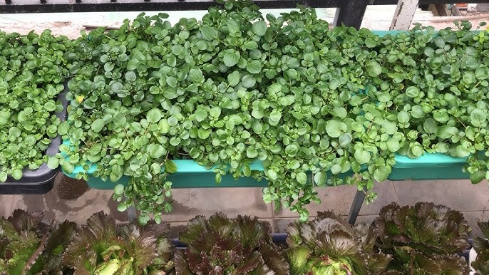 Cách Trồng Cải Xoong Cạn Đạt Năng Suất Cao Không Cần Nước