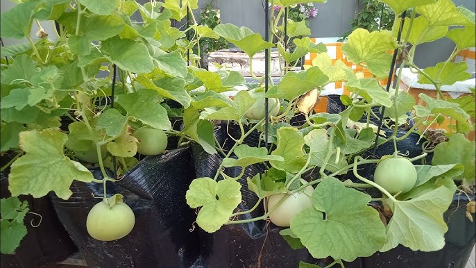 Hướng Dẫn Cách Trồng Dưa Lê Tại Nhà Đạt Năng Suất Siêu Ngọt Hướng Dẫn Cách Trồng Dưa Lê Tại Nhà Đạt Năng Suất Siêu Ngọt