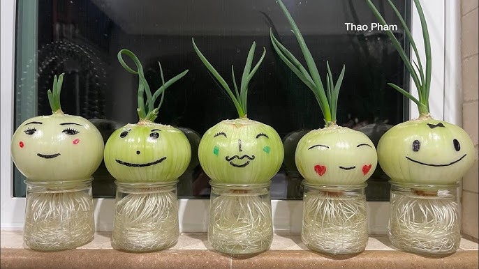 Cách Trồng Hành Tím Trong Chậu Chi Tiết Từ A Đến Z: Thu Hoạch Quanh Năm Tại Nhà Cách Trồng Hành Tím Trong Chậu Chi Tiết Từ A Đến Z: Thu Hoạch Quanh Năm Tại Nhà