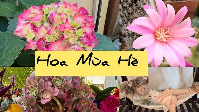 Cách Trồng Sen Từ Hạt Và Chăm Sóc Đúng Cách Cho Hoa Nở Đẹp