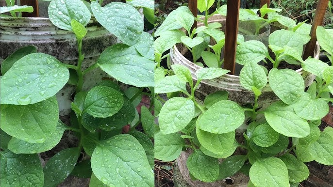 Cách Trồng Cây Thủy Sinh Trong Thùng Xốp Đơn Giản Cho Người Mới Bắt Đầu Cách Trồng Cây Thủy Sinh Trong Thùng Xốp Đơn Giản Cho Người Mới Bắt Đầu