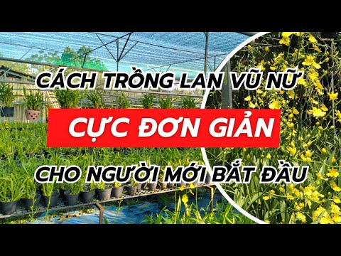 Cách Trồng Lan Vũ Nữ Hoàng Hậu: Hướng Dẫn Chi Tiết Và Chăm Sóc Đúng Kỹ Thuật Cách Trồng Lan Vũ Nữ Hoàng Hậu: Hướng Dẫn Chi Tiết Và Chăm Sóc Đúng Kỹ Thuật
