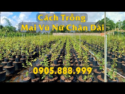 Cách Trồng Lan Hoàng Thảo Xoắn: Hướng Dẫn Chi Tiết Từ Chuyên Gia Vũ Garden Cách Trồng Lan Hoàng Thảo Xoắn: Hướng Dẫn Chi Tiết Từ Chuyên Gia Vũ Garden