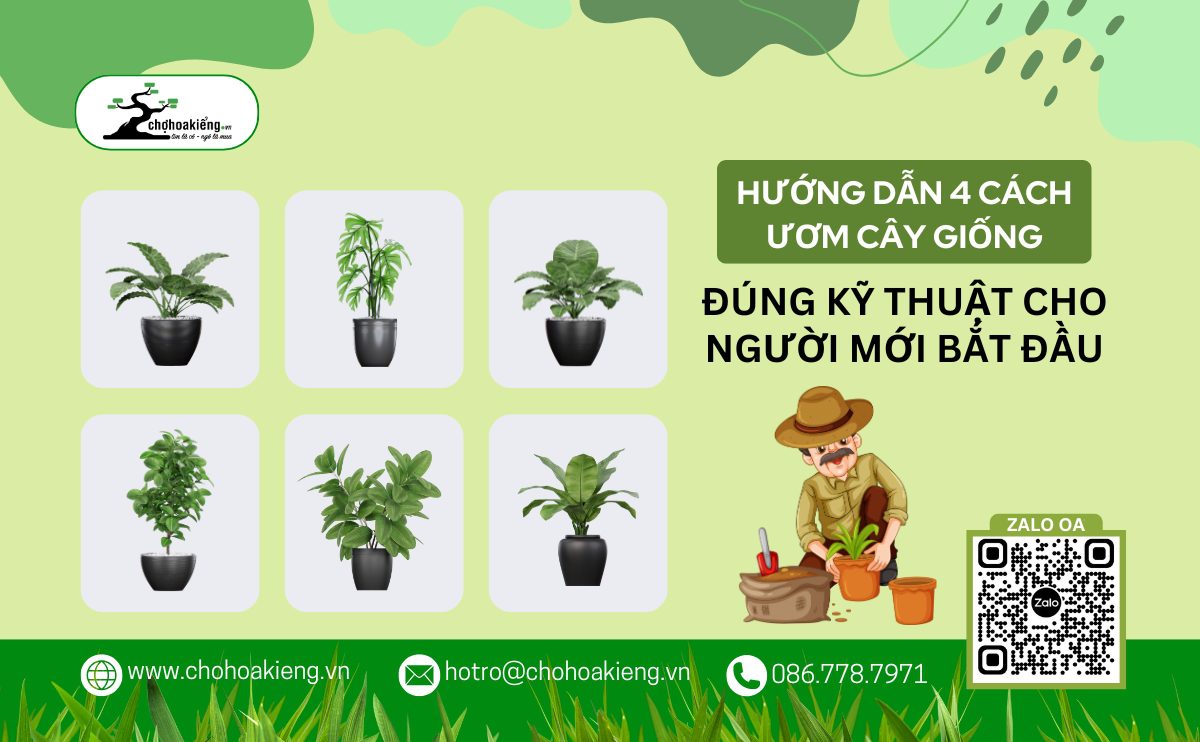 Cách Trồng Dưa Chuột Trong Chậu: Hướng Dẫn Toàn Diện Từ A Đến Z Cho Người Mới Bắt Đầu Cách Trồng Dưa Chuột Trong Chậu: Hướng Dẫn Toàn Diện Từ A Đến Z Cho Người Mới Bắt Đầu