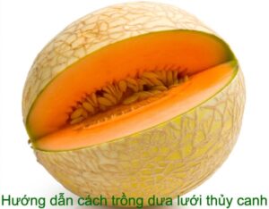 Cách Trồng Dưa Lưới Thủy Canh: Kỹ Thuật Chuyên Sâu Đạt Năng Suất Vàng Cách Trồng Dưa Lưới Thủy Canh: Kỹ Thuật Chuyên Sâu Đạt Năng Suất Vàng