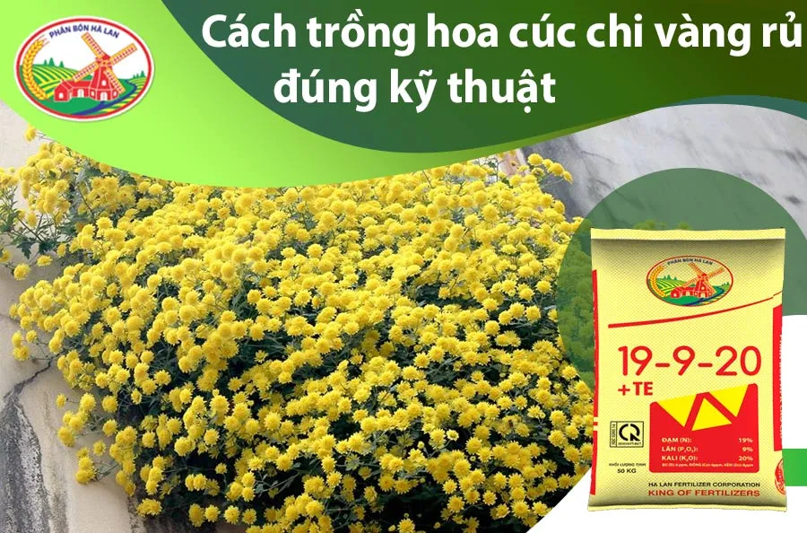 Cách trồng hoa cúc chi vàng rủ đúng kỹ thuật