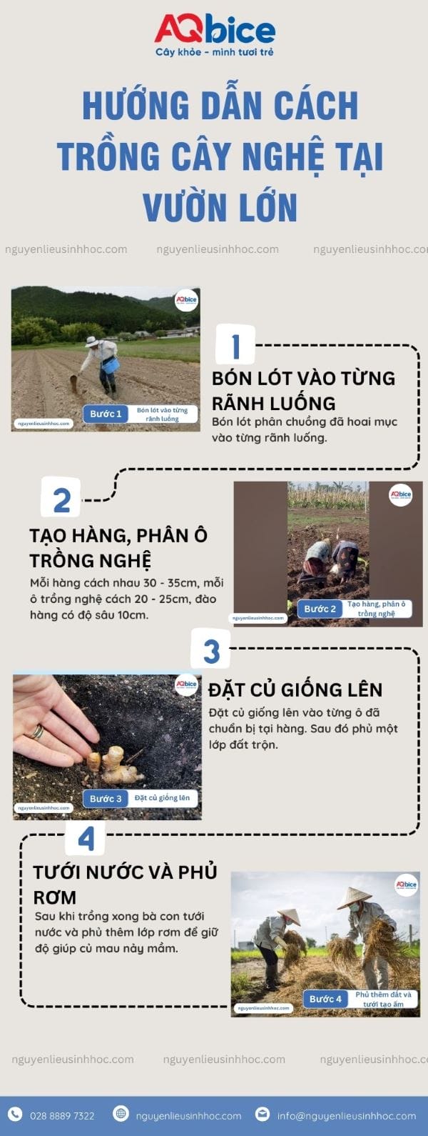 Cách Trồng Củ Hoài Sơn Chi Tiết Cho Năng Suất Cao Tại Việt Nam Cách Trồng Củ Hoài Sơn Chi Tiết Cho Năng Suất Cao Tại Việt Nam