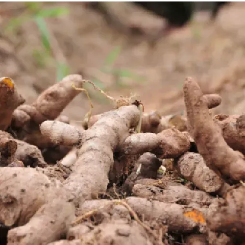 Củ nghệ giống đã ủ mầm sẵn sàng để trồng trong bao hoặc chậu