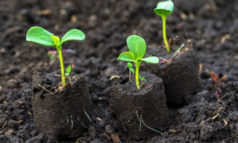 Hướng dẫn chi tiết cách trồng rau mầm trên đất đơn giản và hiệu quả tại nhà