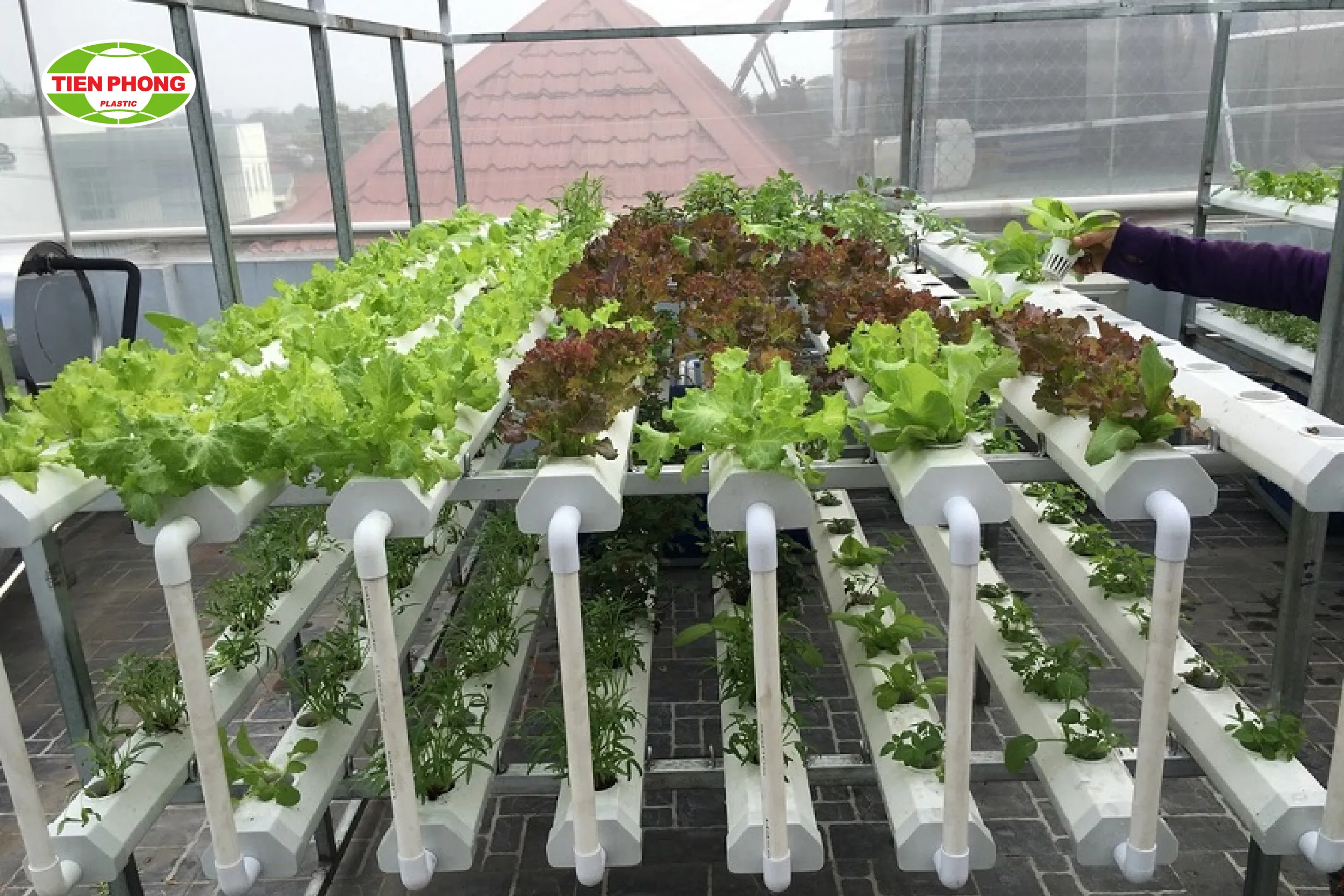 Vườn rau thủy canh tại nhà trên sân thượng bằng hệ thống ống ngang
