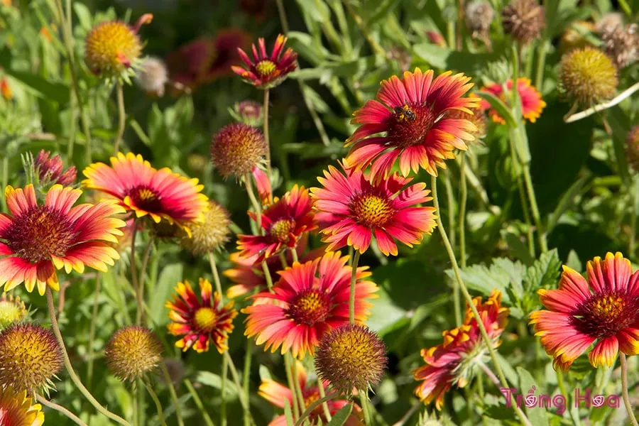 Cảnh tổng quan về Hoa Cúc Lạc với các giống màu rực rỡ