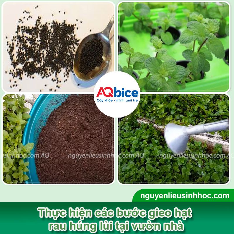 Hướng Dẫn Chi Tiết Cách Trồng Rau Cải Bằng Hạt Hiệu Quả Tại Nhà