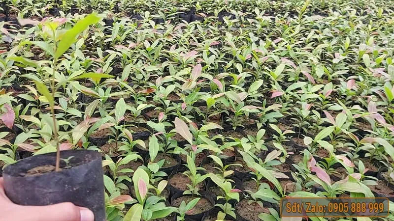 Cách Trồng Mai Vàng Con Chuẩn Kỹ Thuật Giúp Cây Nhanh Lớn, To Gốc Cách Trồng Mai Vàng Con Chuẩn Kỹ Thuật Giúp Cây Nhanh Lớn, To Gốc