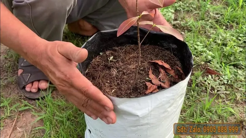 Cách Trồng Mai Vàng Con Chuẩn Kỹ Thuật Giúp Cây Nhanh Lớn, To Gốc Cách Trồng Mai Vàng Con Chuẩn Kỹ Thuật Giúp Cây Nhanh Lớn, To Gốc