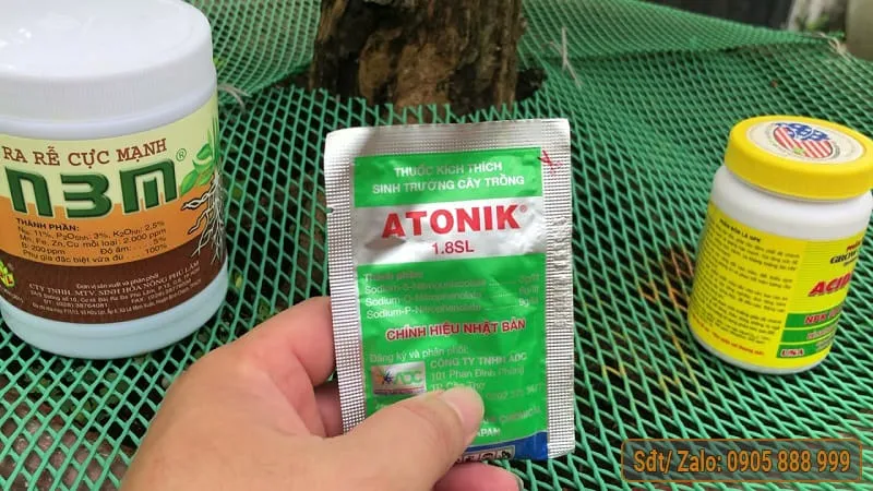 Cách Trồng Mai Vàng Con Chuẩn Kỹ Thuật Giúp Cây Nhanh Lớn, To Gốc Cách Trồng Mai Vàng Con Chuẩn Kỹ Thuật Giúp Cây Nhanh Lớn, To Gốc