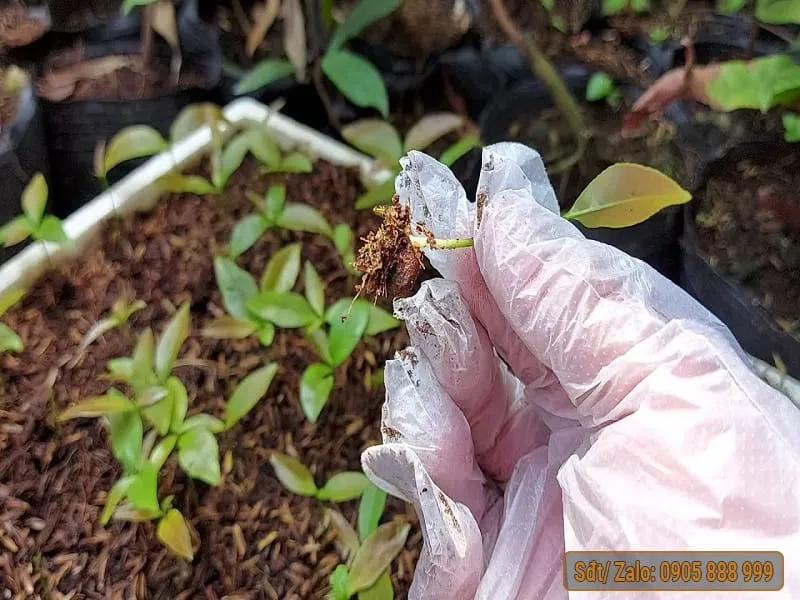 Cách Trồng Mai Vàng Con Chuẩn Kỹ Thuật Giúp Cây Nhanh Lớn, To Gốc Cách Trồng Mai Vàng Con Chuẩn Kỹ Thuật Giúp Cây Nhanh Lớn, To Gốc