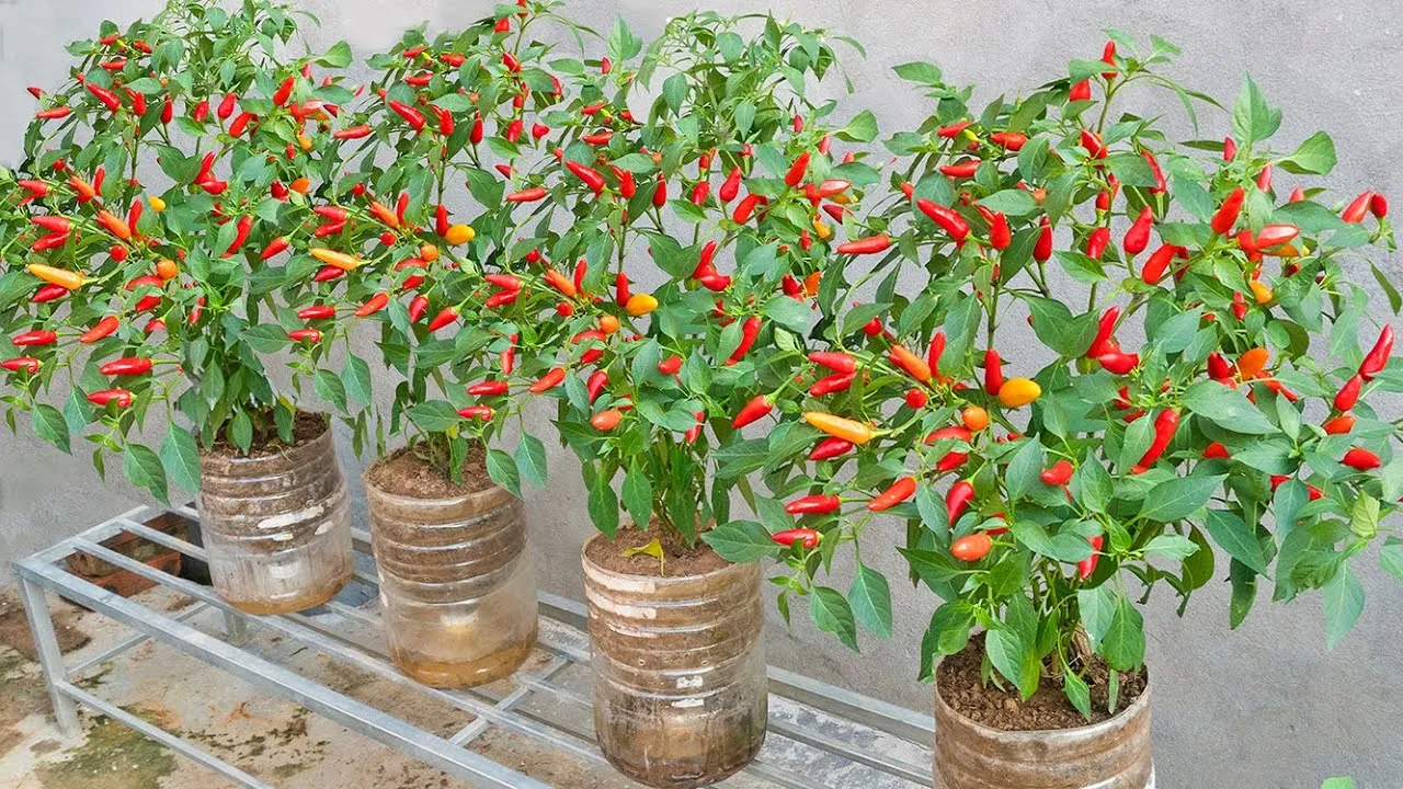 Trồng Ớt Sai Quả Bằng Chậu Nhựa Tái Chế