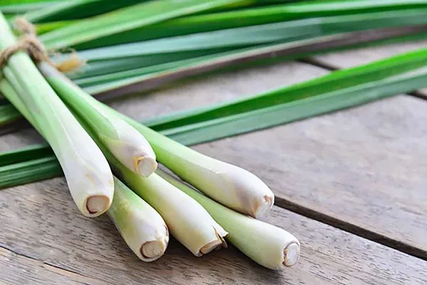 Đặc điểm sinh học và hình ảnh cây sả trưởng thành