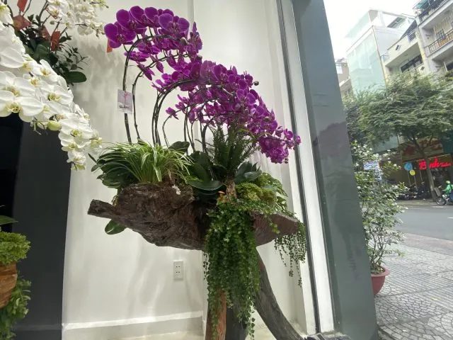 Giò lan Hồ Điệp được ghép trên một khúc gỗ lũa có hình dáng tự nhiên