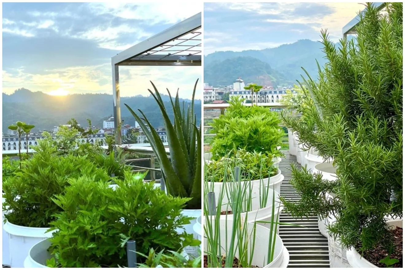 Khu vườn rau xanh mướt được trồng hoàn toàn bằng giá thể tự trộn