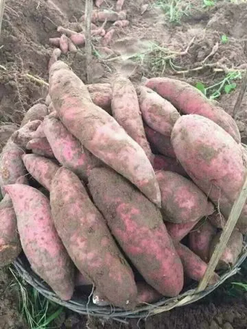 Kỹ thuật trồng khoai lang Nhật đạt củ to, màu tím đẹp và chất lượng cao
