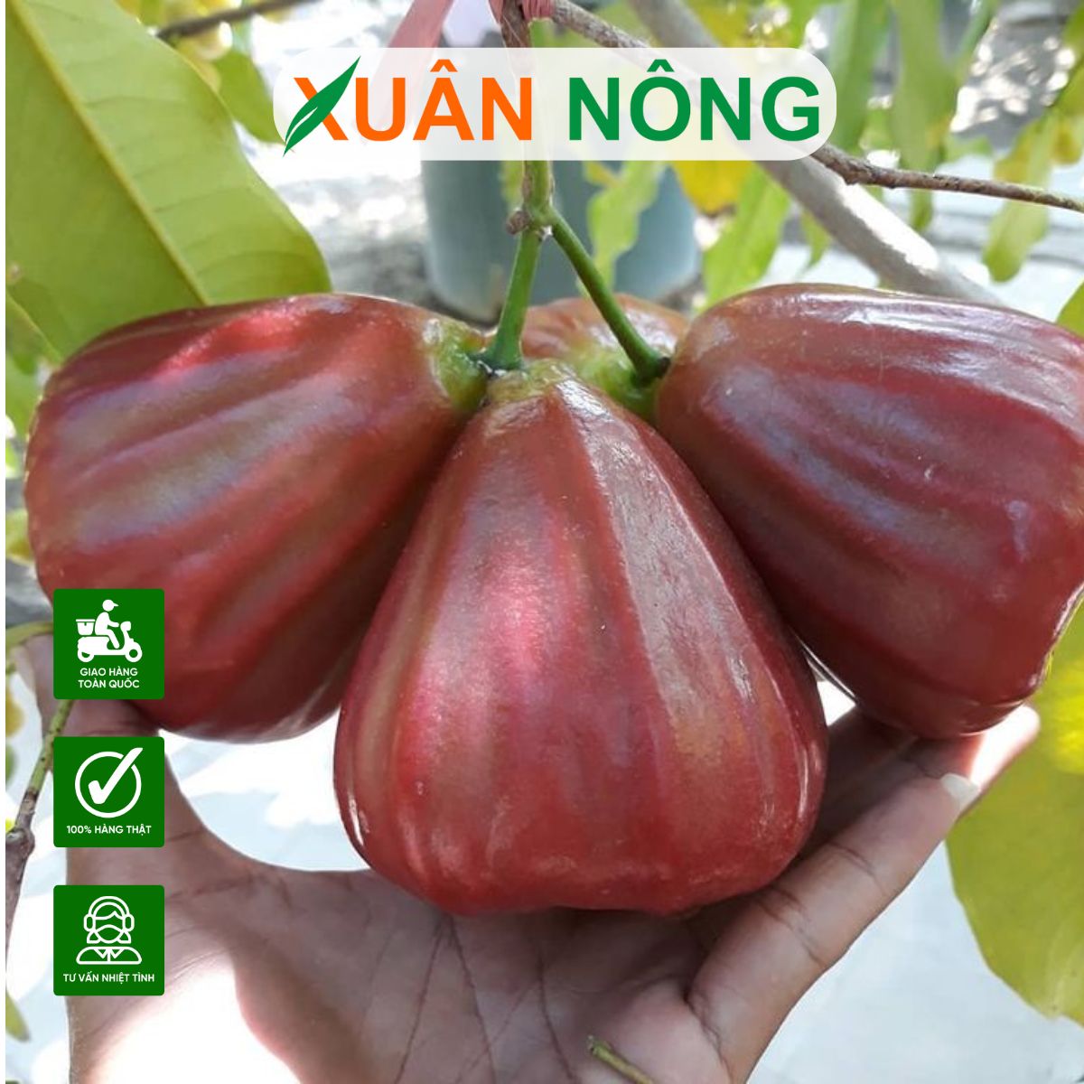 Kỹ Thuật Cách Trồng Tree Rose Toàn Diện: Hướng Dẫn Chi Tiết Từ Vũ Garden Kỹ Thuật Cách Trồng Tree Rose Toàn Diện: Hướng Dẫn Chi Tiết Từ Vũ Garden