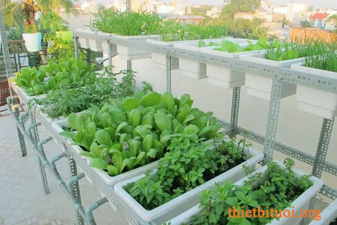 Kinh nghiệm trồng rau sạch dùng các giá đỡ bằng sắt chống rỉ có sẵn