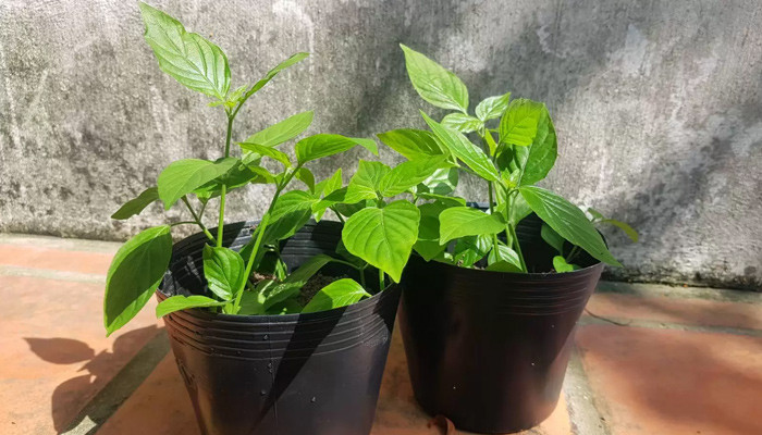 Cách Trồng Hành Tím Trong Chậu Chi Tiết Từ A Đến Z: Thu Hoạch Quanh Năm Tại Nhà Cách Trồng Hành Tím Trong Chậu Chi Tiết Từ A Đến Z: Thu Hoạch Quanh Năm Tại Nhà