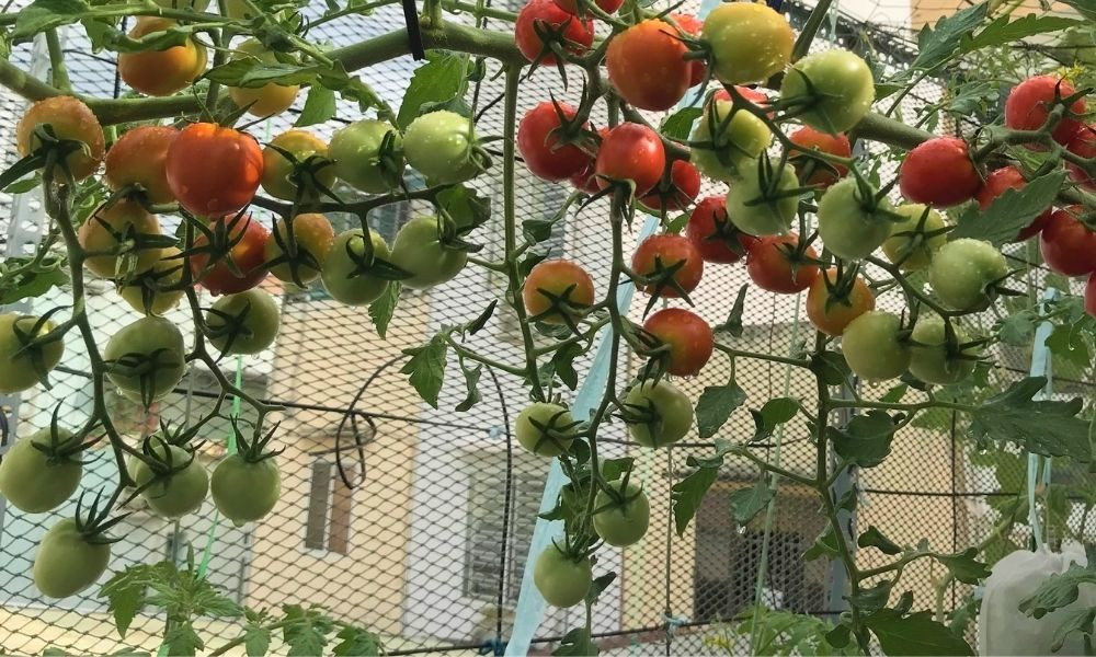 CÁCH TRỒNG CÀ CHUA THỦY CANH: HƯỚNG DẪN TỪ A ĐẾN Z CHO NĂNG SUẤT VƯỢT TRỘI CÁCH TRỒNG CÀ CHUA THỦY CANH: HƯỚNG DẪN TỪ A ĐẾN Z CHO NĂNG SUẤT VƯỢT TRỘI