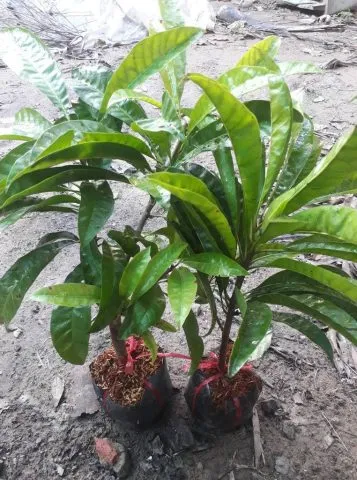 Kỹ thuật trồng cây lê ki ma bằng hạt hiệu quả và đúng chuẩn