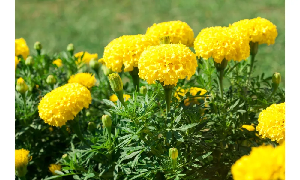 Hoa cúc vạn thọ có nhiều cánh xếp lớp tạo nên hình dáng đặc trưng