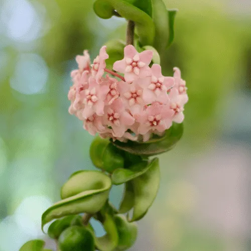 Lan Cẩm Cù Cách Trồng: Hướng Dẫn Chi Tiết Từ A Đến Z Cho Người Mới Lan Cam Cu Xinh Dep (2)