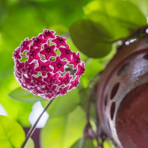 Lan Cẩm Cù Cách Trồng: Hướng Dẫn Chi Tiết Từ A Đến Z Cho Người Mới Lan Cam Cu Xinh Dep (3)