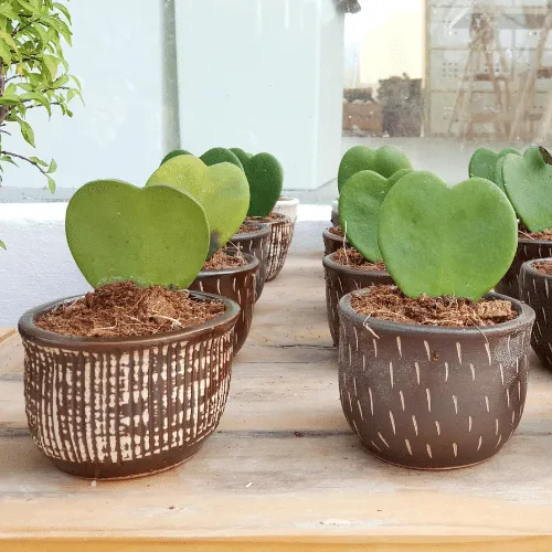 Lan Cẩm Cù Cách Trồng: Hướng Dẫn Chi Tiết Từ A Đến Z Cho Người Mới Lan Cam Cu Xinh Dep (4)