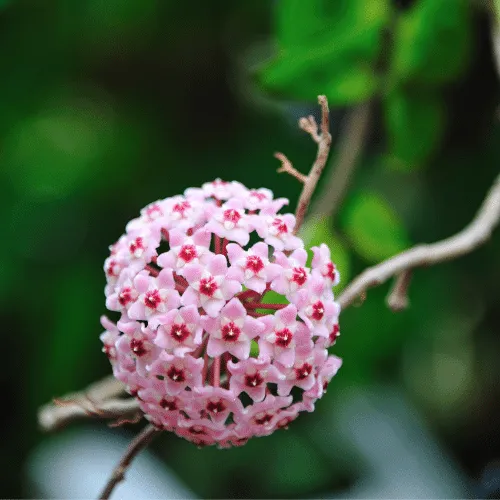 Lan Cẩm Cù Cách Trồng: Hướng Dẫn Chi Tiết Từ A Đến Z Cho Người Mới Lan Cam Cu Xinh Dep (5)