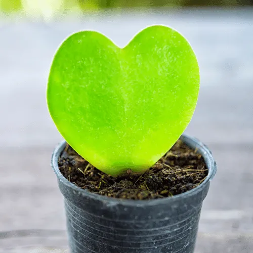 Lan Cẩm Cù Cách Trồng: Hướng Dẫn Chi Tiết Từ A Đến Z Cho Người Mới Lan Cam Cu Xinh Dep