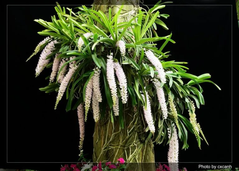 Lan Đuôi Chồn Rhynchostylis Retusa với chùm hoa dài rủ xuống tuyệt đẹp