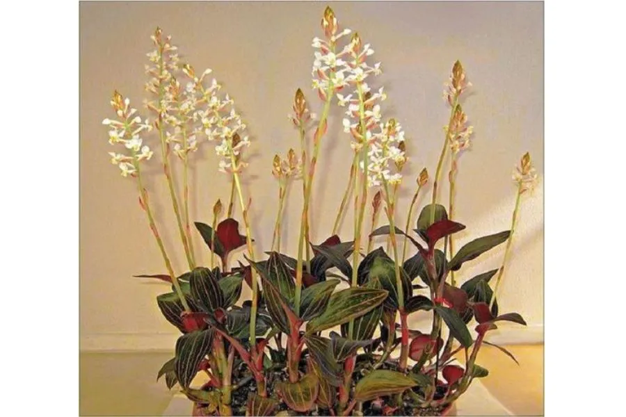 Cây lan kim tuyến (Lan gấm) và đặc điểm nhận dạng