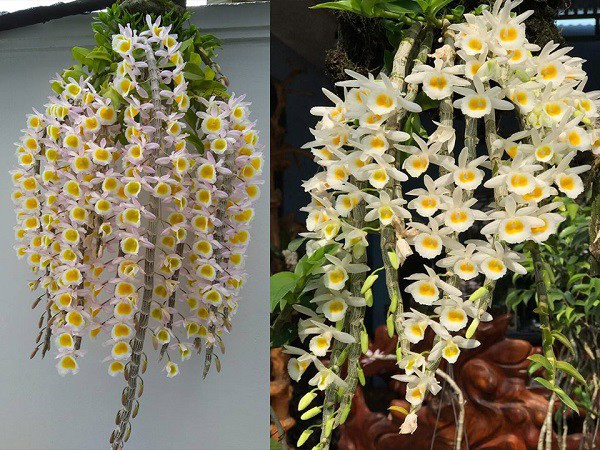 Cách Trồng Lan Lọng Đúng Kỹ Thuật: Hướng Dẫn Chi Tiết Từ A Đến Z Cách Trồng Lan Lọng Đúng Kỹ Thuật: Hướng Dẫn Chi Tiết Từ A Đến Z