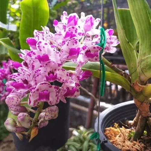 Lan Ngọc Điểm nở hoa trắng tinh khiết, minh họa kỹ thuật ghép lan