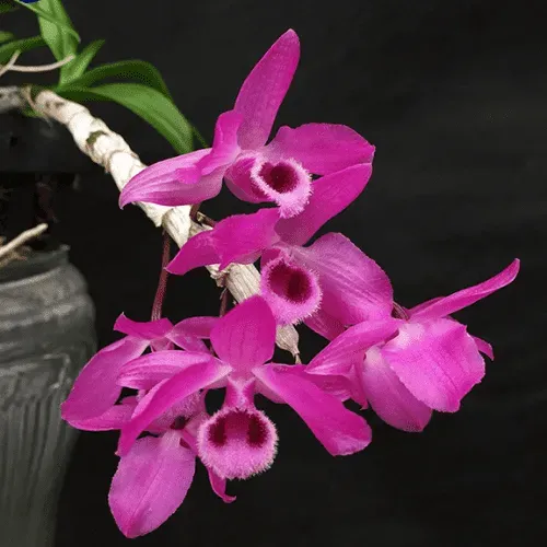 Mặt hoa Hoàng Thảo Trầm Rồng Đỏ nở rộ với sắc tím ấn tượng