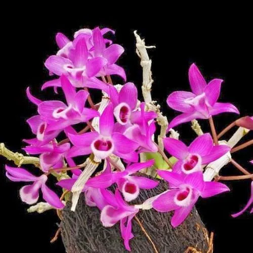 Lan Trầm Tím nở hoa rực rỡ - Hướng dẫn chi tiết cách trồng lan trầm