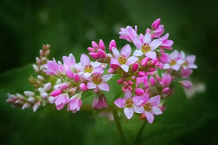 Vẻ đẹp hoa tam giác mạch