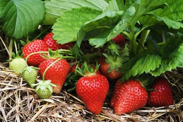 Lợi Ích Sức Khỏe Khi Tự Trồng Dâu Tây Tại Nhà