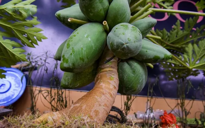 Lợi ích của phương pháp trồng đu đủ nghiêng giúp dễ thu hoạch và chăm sóc