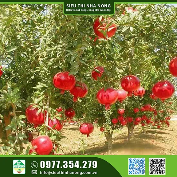 Cây lựu thái trưởng thành với trái chín mọng trên cành