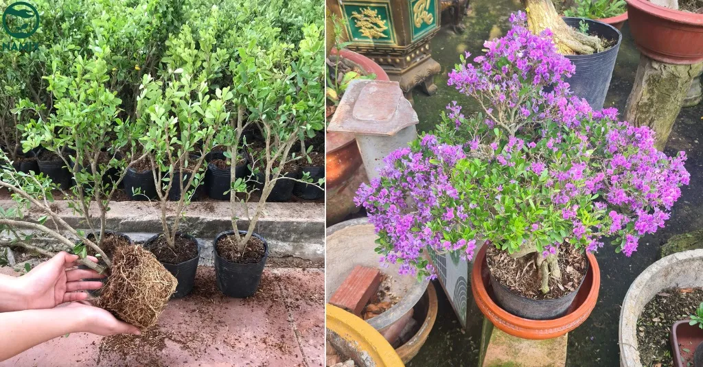 CÁCH TRỒNG HOA SAM ĐẸP: Hướng Dẫn Chi Tiết Trồng và Chăm Sóc Cây Hoa Linh Sam Đúng Chuẩn Bonsai trong cay