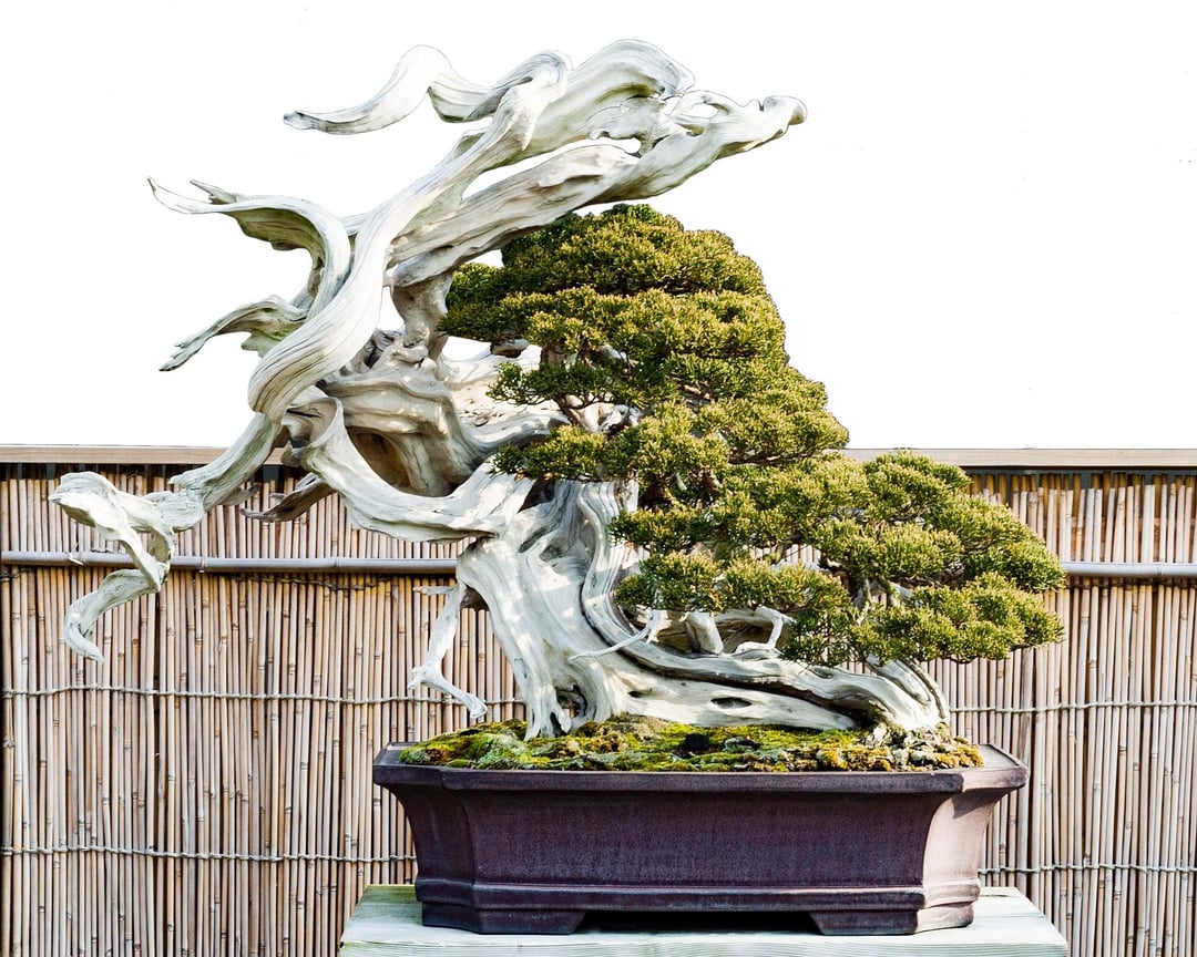 Cách Trồng Bonsai Từ A Đến Z: Hướng Dẫn Nuôi Dưỡng Nghệ Thuật Sống