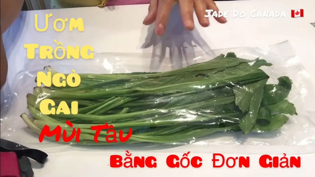 Ngò gai trồng từ gốc phát triển xanh tốt, lá mọng nước